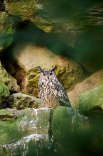 Eurasian Eagle-Owl (Bubo bubo) in a stone wall in a forest, Bavaria, Germany