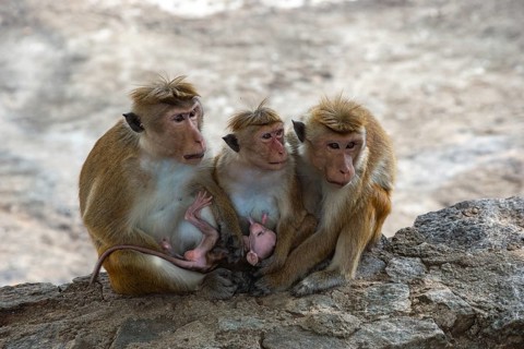 Three toque macaques with a baby resting on a rock in Sri Lanka. The macaques are close together,