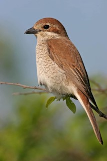 Red-backed shrike (Lanius collurio), Pie-griËche Ècorcheur, AlcaudÛn Dorsirrojo, Spider, spider,