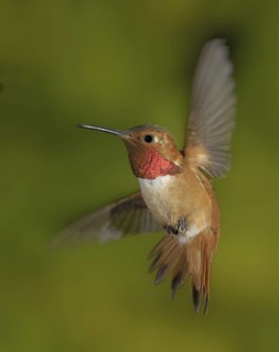 Rufous Hummingbird (Selasphorus rufus) male, British Columbia, Canada