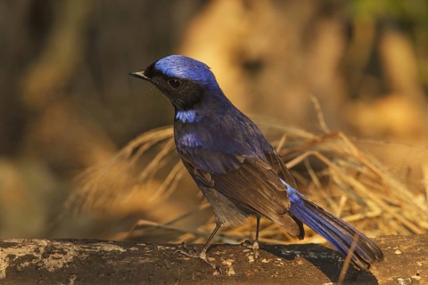 Large Niltava (Niltava grandis), Doi Lang, Thailand