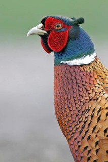 Pheasant (Phasianus colchicus), Faisan de Colchide, Faisan de chasse, Faisán Vulgar, Texel,