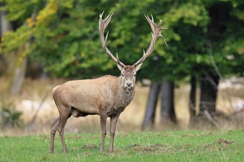 Red deer (Cervus elaphus) during the rutting season, capital stag in a forest clearing, wildlife,