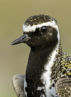 Pacific Golden Plover (Pluvialis fulva) male, Alaska, USA