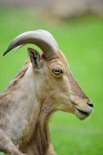 Wild sheep in profile view with its curved horns, maned jumper (Ammotragus lervia), captive