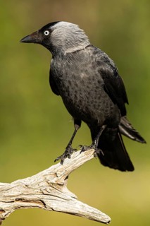 Western Jackdaw (Coloeus monedula), Smaland, Sweden