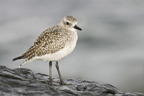 Grey Plover (Pluvialis squatarola), New Jersey, USA