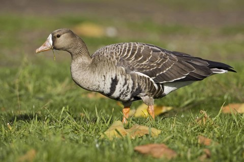 Greater White-fronted Goose (Anser albifrons), British Columbia, Canada