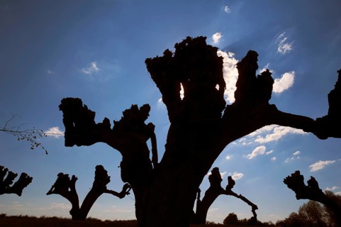 Silhouettes of trimmed Tilia × europaea linden trees (Tilia × europaea) in the Festonallee against