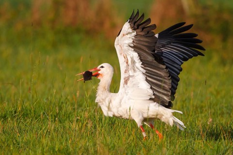 White Stork (Ciconia ciconia) female with caught mole in its beak, North Rhine-Westphalia, Germany