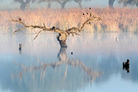Western Marsh Harrier (Circus aeruginosus) perched on tree in water in fog, Extremadura, Spain