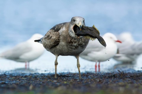 Pacific Gull (Larus pacificus) juvenile eating fish, Victoria, Australia