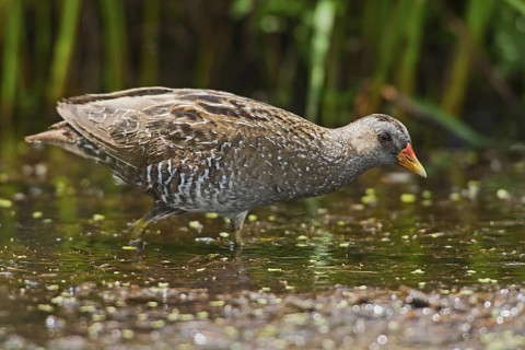 Spotted Crake (Porzana porzana), Netherlands