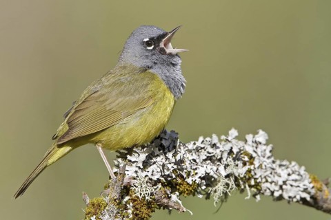 MacGillivray's Warbler (Geothlypis tolmiei) singing, British Columbia, Canada