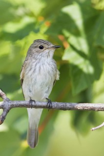 Spotted Flycatcher (Muscicapa striata), Burgenland, Austria