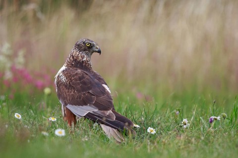 Western Marsh Harrier (Circus aeruginosus) male on grassland, Poland