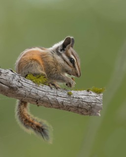 A Lodgepole Chipmunk feeding in a conifer in El Dorado National Forest, California USA