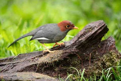 Chestnut-hooded Laughingthrush (Garrulax treacheri) perched on a log, Sabah, Malaysia