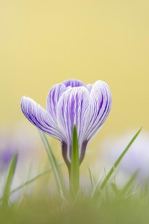 Flowering crocus (Crocus spec.) in spring, North Rhine-Westphalia, Germany
