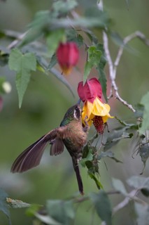 Speckled Hummingbird (Adelomyia melanogenys cervina) flying and feeding at flower, Colombia