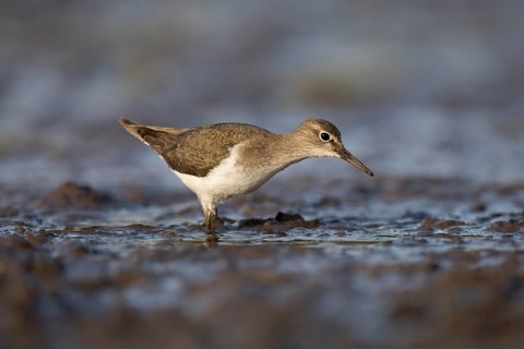 Common Sandpiper (Actitis hypoleucos), Lake Cheleleka, Ethiopia