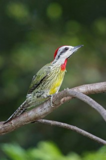 Cuban Green Woodpecker (Xiphidiopicus percussus) perched on a branch in Cuba