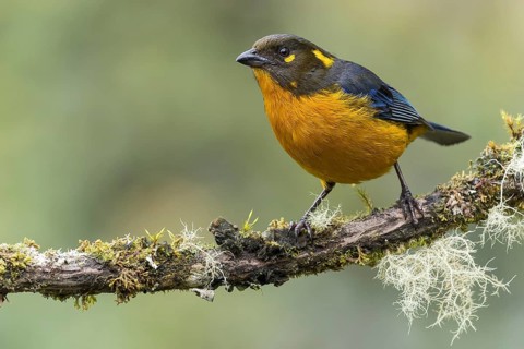 Lacrimrse Mountain-Tanager (Anisognathus lacrymosus) perched on a branch in Colombia, South America