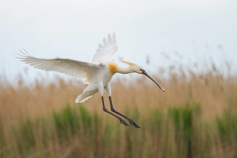 Eurasian Spoonbill (Platalea leucorodia) landing, Pusztaszer, Hungary