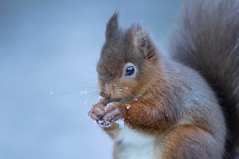 Red squirrel (Sciurus vulgaris) adult animal eating a nut in snow in winter, England, United