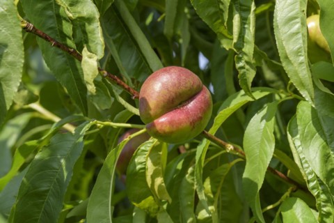 Teller nectarine (Prunus persica 'Early Platycarpa'), Schreiber KG tree and vine nursery, Poysdorf,