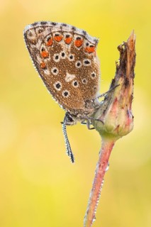 Himmelblauer Bläuling (Polyommatus bellargus), Weibchen mit Tautropfen von der Flügelunterseite