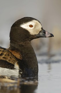 Long-tailed Duck (Clangula hyemalis) male, Alaska, USA