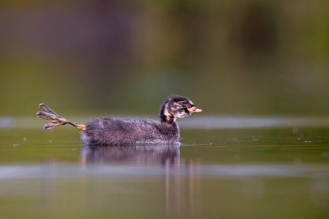 Little Grebe (Tachybaptus ruficollis) chick, North Rhine-Westphalia, Germany