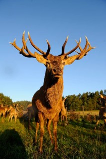 A stag with large antlers stands majestically in the meadow, surrounded by forest in the sunlight,