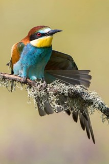 European Bee-eater (Merops apiaster) stretching wing, perched on a lichen covered branch,