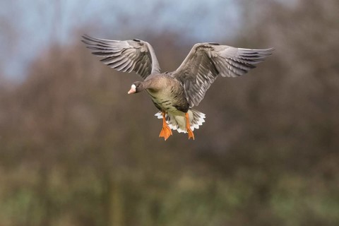 Greater White-fronted Goose (Anser albifrons) landing, North Rhine-Westphalia, Germany