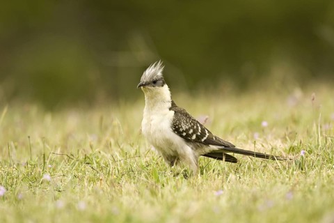 Great Spotted Cuckoo (Clamator glandarius), Madrid, Spain
