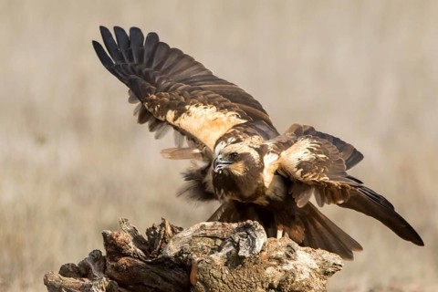 Western Marsh Harrier (Circus aeruginosus) female perched on a stump, Castile-La Mancha, Spain