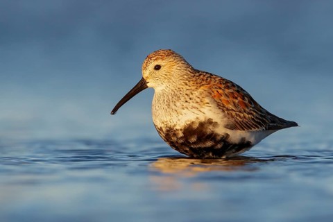 Dunlin (Calidris alpina) feeding along a river in Nome, Alaska