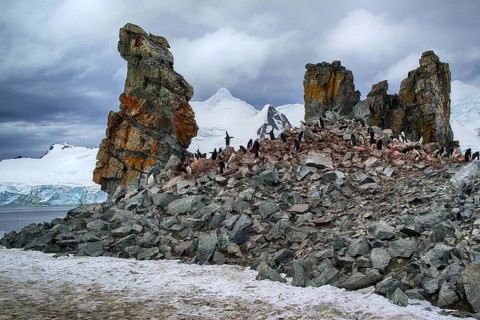 Animals, mammals, penguin, penguins, bridled penguin, Half Moon Island, Antarctica