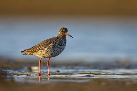 Common Redshank (Tringa totanus), North Rhine-Westphalia, Germany