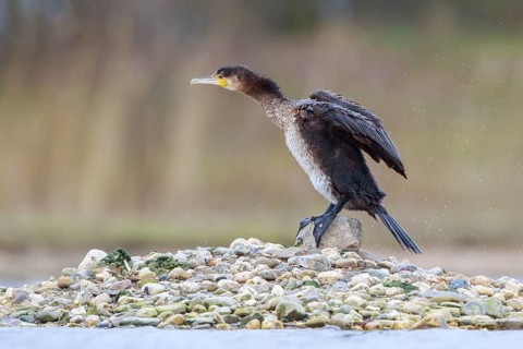 Great Cormorant (Phalacrocorax carbo), North Rhine-Westphalia, Germany