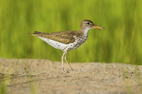 Spotted Sandpiper Actitis macularius east of Beaver, Utah, United States 4 July Adult in breeding