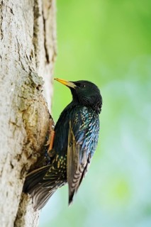 Starling (Sturnus vulgaris) at the breeding den, North Rhine-Westphalia, Germany