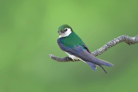 Tree Swallow (Tachycineta bicolor), Colorado, USA
