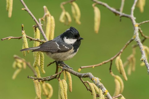 Pine Tit (Periparus ater) Coal Tit • Baden-Württemberg, Germany, Baden-Württemberg, Federal