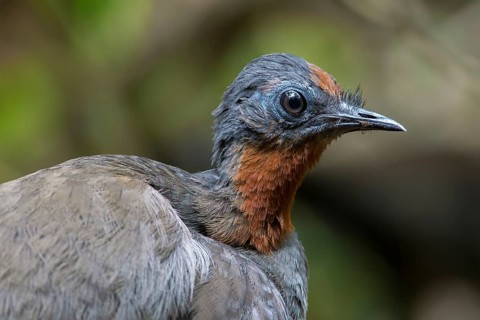 Superb Lyrebird (Menura novaehollandiae) juvenile, New South Wales, Australia