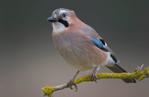 Eurasian Jay (Garrulus glandarius), Saxony, Germany
