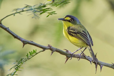 Yellow-lored Tody-Flycatcher (Todirostrum poliocephalum) perched on a branch in the Atlantic