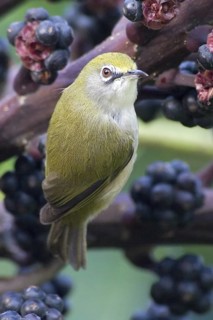 Christmas White-eye (Zosterops natalis), Christmas Island, Australia